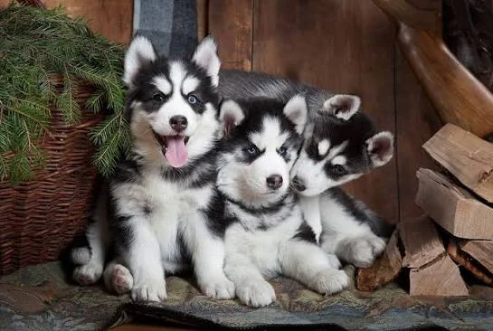 Veterinary Checked Siberian Husky Puppy with Blue Eyes at Alvarado Huskies